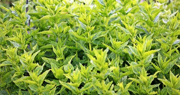 妖精ガーデンの作り方！アイルランド植物とレプラコーン罠のコツ