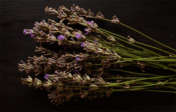 レガルリリーの育て方とコツ！3球以上まとめ植えで花を満開に
