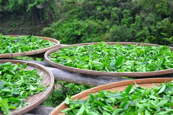【賃貸OK】衣類ラックで植物を吊るす裏技！たった20ドルでできる方法