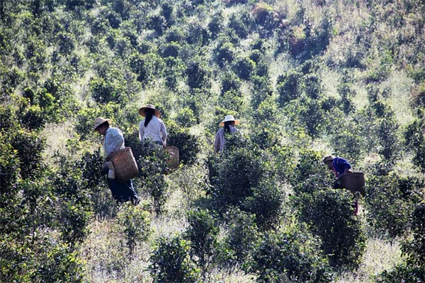 12月の挿し木、私が試して成功した8つの植物——冬こそチャンス！