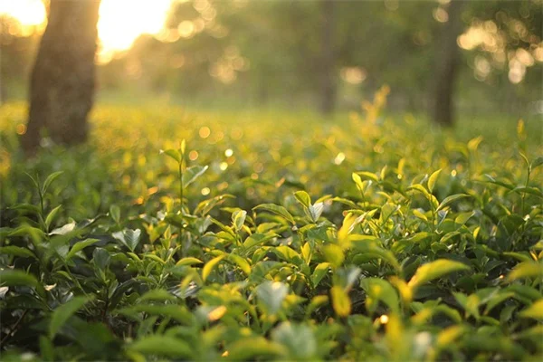 12月の挿し木、私が試して成功した8つの植物——冬こそチャンス！