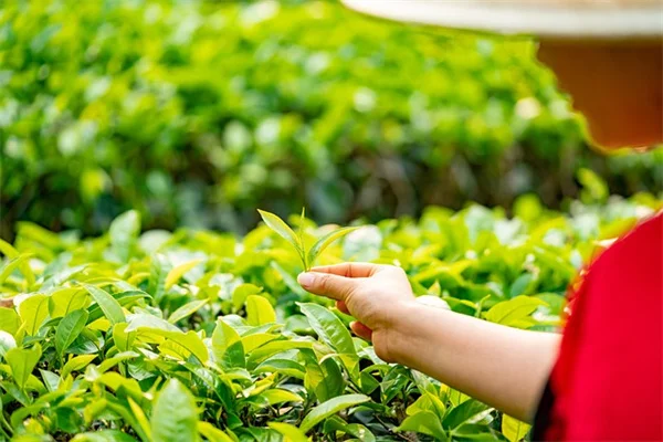 野花种植の基本5選！初心者が知っておきたいコツと失敗しない方法