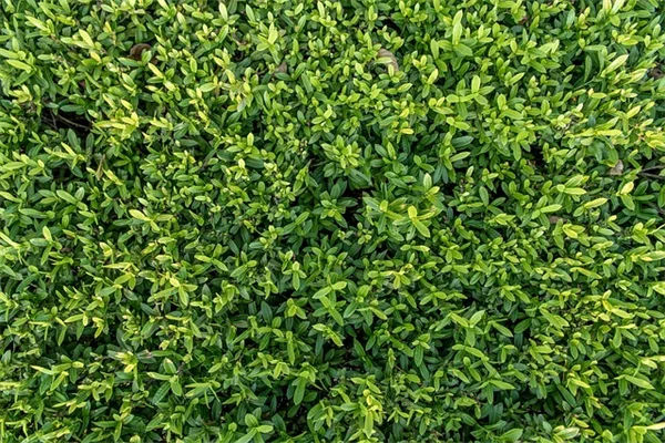 10月の芝生管理、必ずやるべき7つのタスク